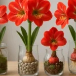 Amarillys Deko im Glas: blühende Amarillys in Glasgefäßen als stilvolle Wohn- und Tischdekoration