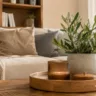 Wohnzimmerdeko aus Holz mit Holztablett, Pflanze und gemütlicher Wohnzimmereinrichtung im Tageslicht.
